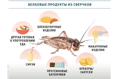 Сверчковая революция: как насекомые становятся будущим пищевой промышленности России